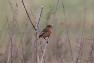 STONECHAT - FEMALE (Saxicola rubicola)